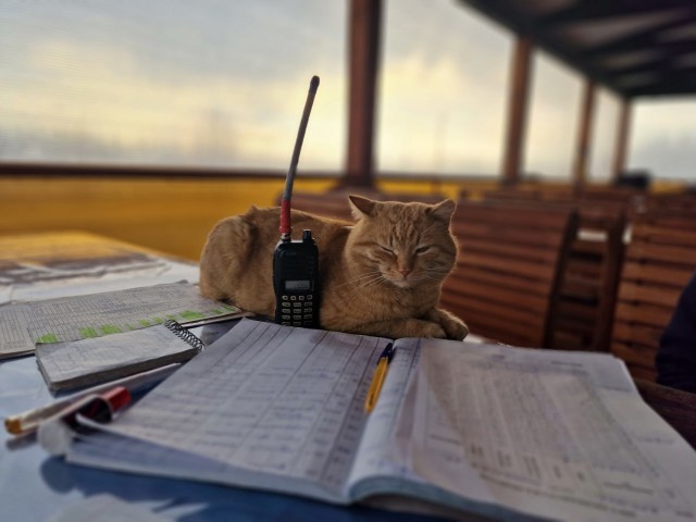 Коты - мастера на все лапы