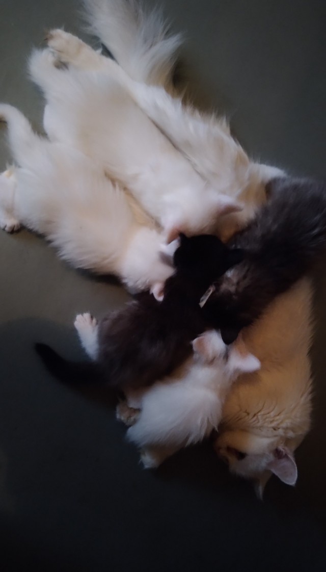 Коты пролетарии