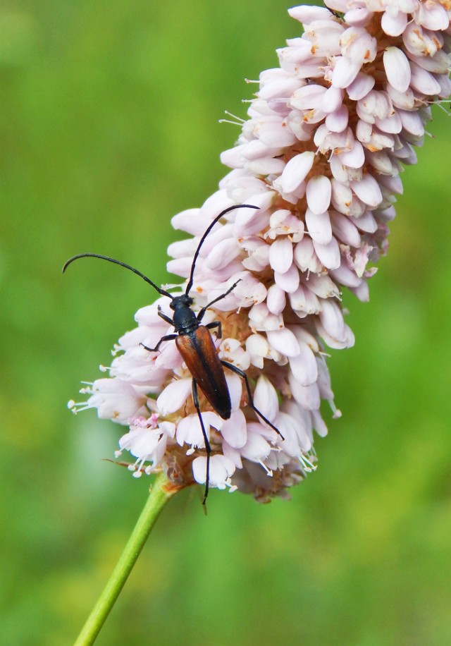 Природа Южного Урала