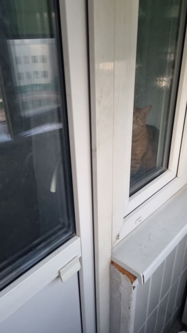 Открой нас сынок