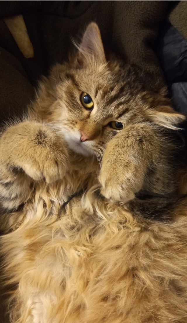 Начинаем котофторник?