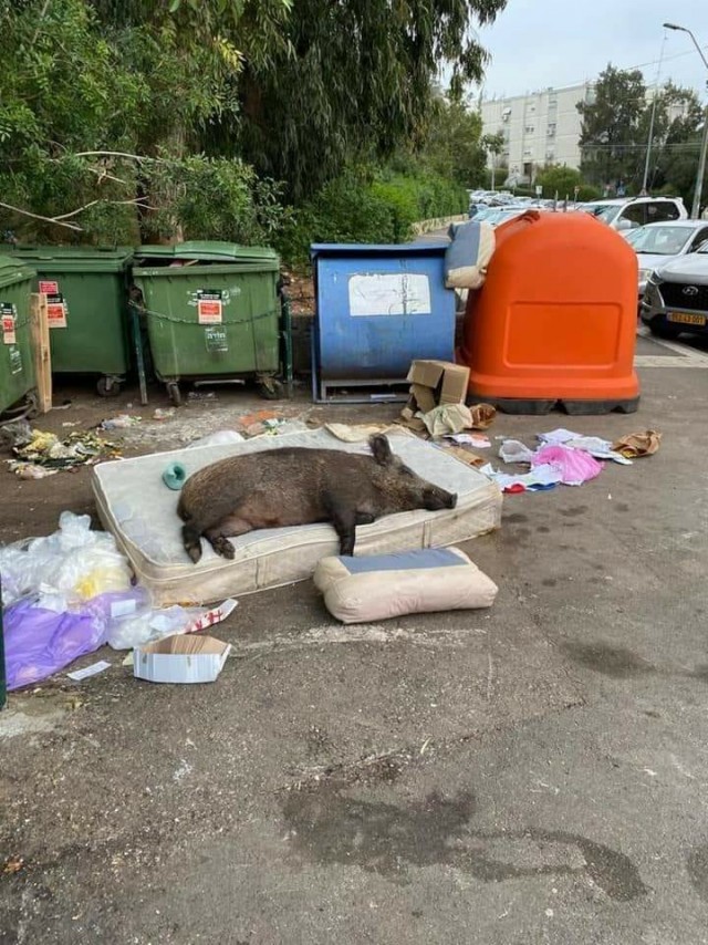 Разножанровые картинки. Без определённого смысла