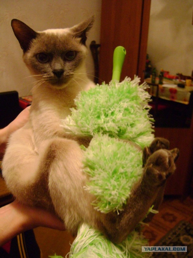 Котовторник  07.05.2013