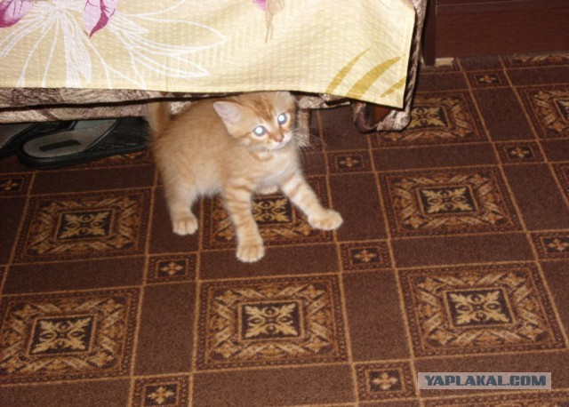 Котовторник 21.05.2013