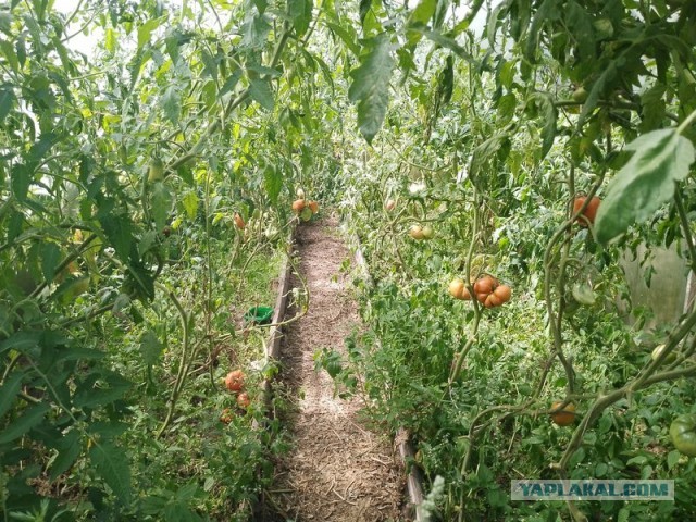 Жизнь домашнего приюта для котеек 509