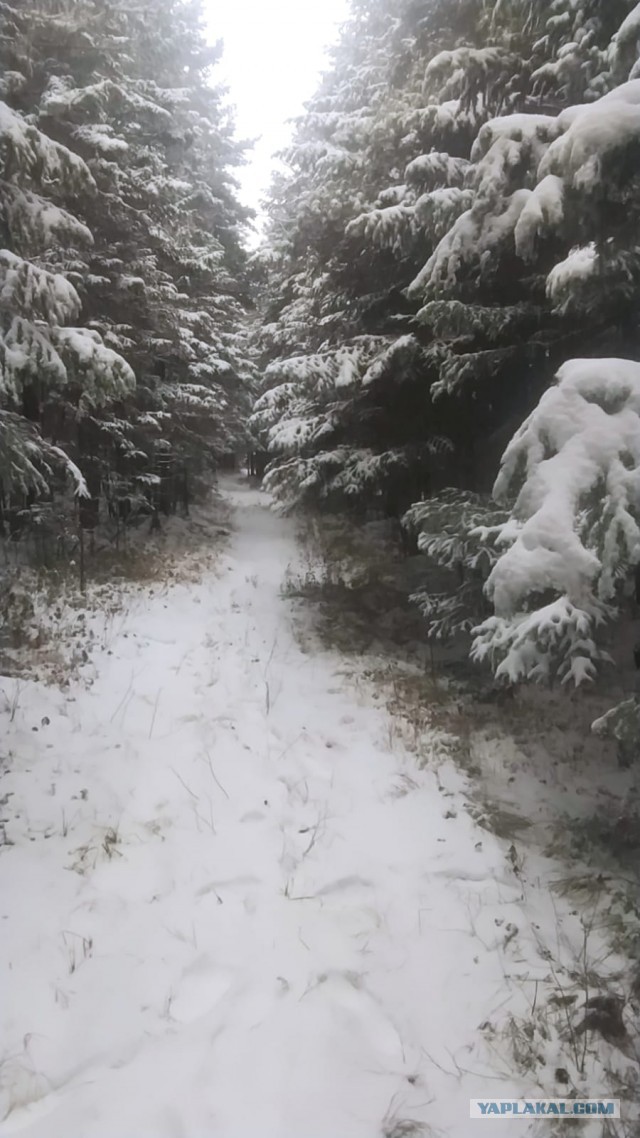 В лес да по шишки