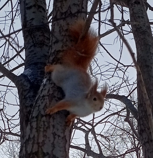 Белочка пришла