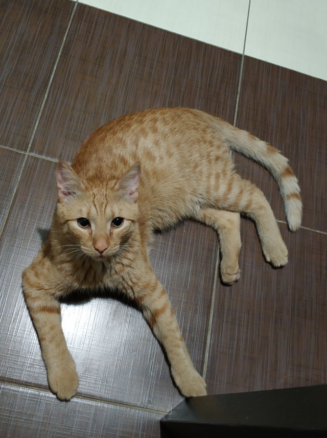 Нефотогеничный кот