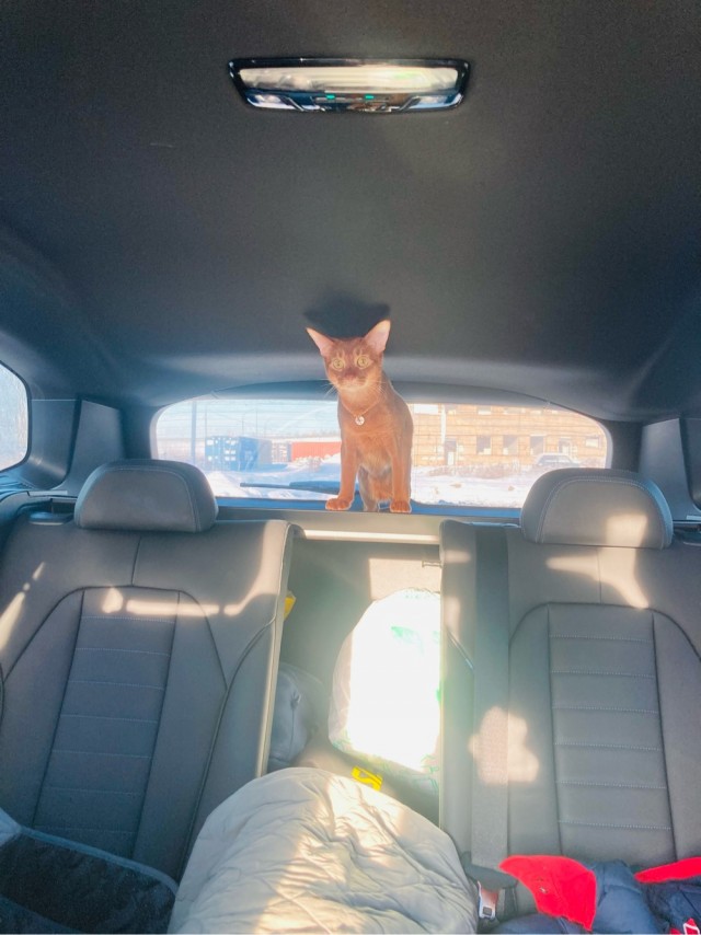 Автокотовторник