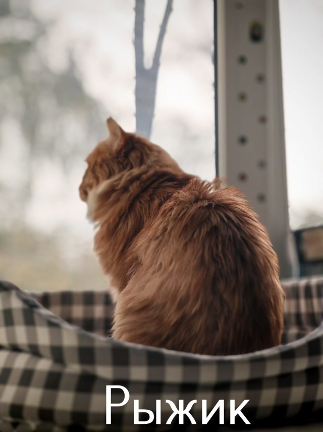 Жизнь домашнего приюта "Котоленд" 516