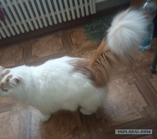 Хвостище к котовторнику