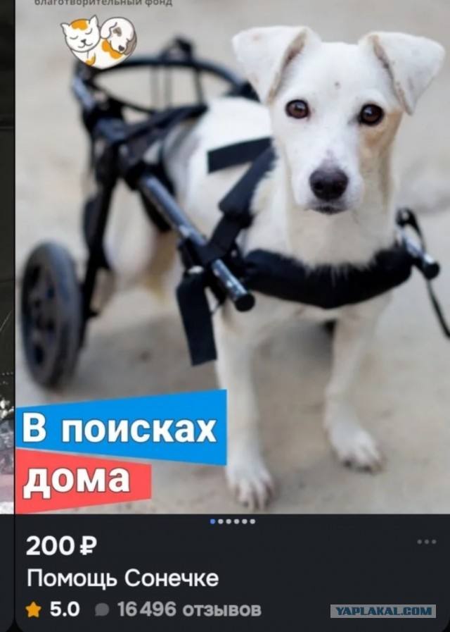Владелец приюта грозит оставить красноярцев с 750 агрессивными собаками