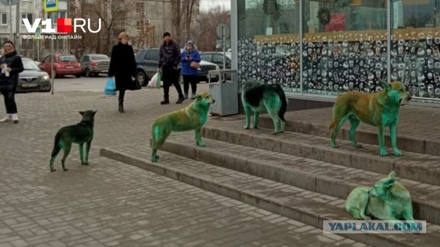 Что за зверь такой?