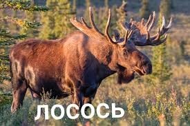 Загрязнение озер кокаином меняет поведение лосося. Новости науки.