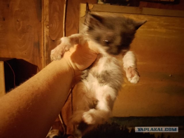 Жизнь домашнего приюта для котеек 577