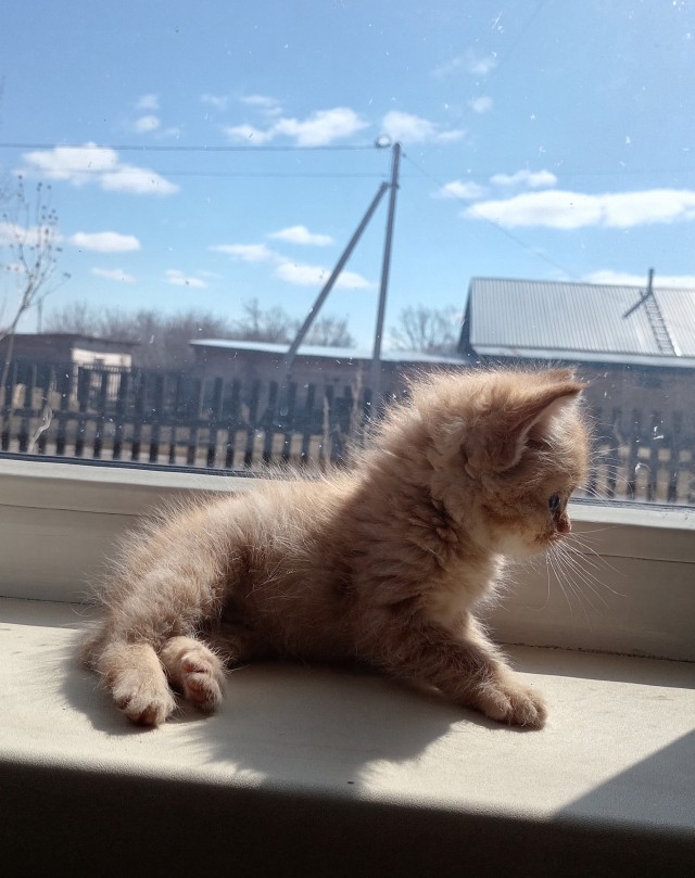 Фотосессия для трёхцветной кошки