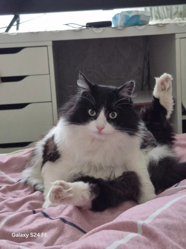 Котовторник