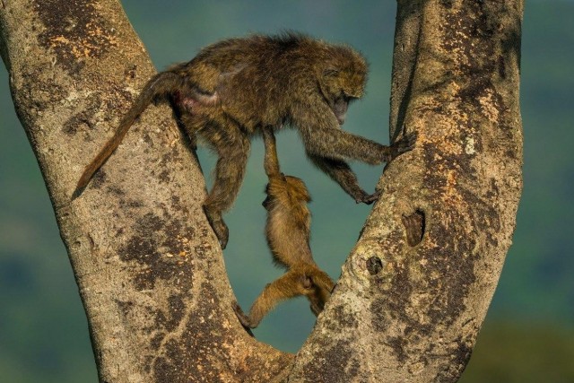 Снимки финалистов конкурса Nikon Comedy Wildlife Awards 2026