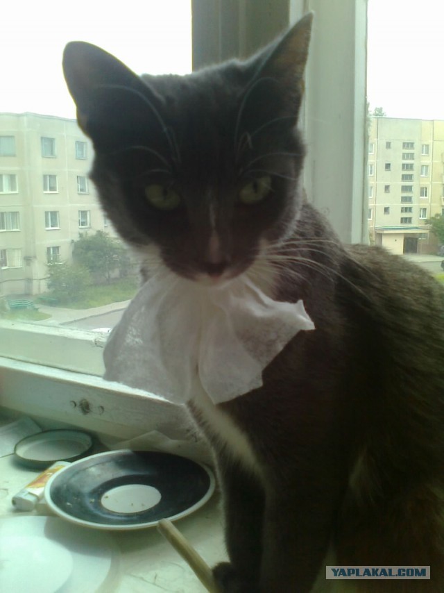 Невыразительные коты