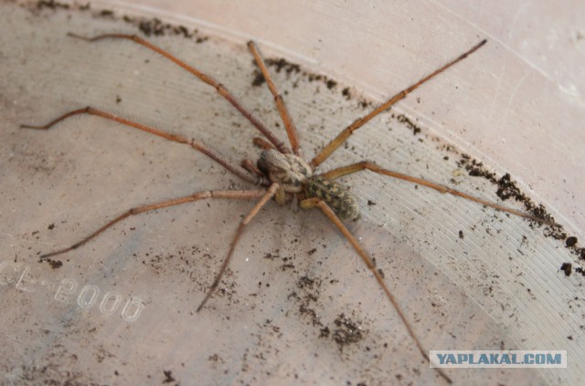 Тварь в подъезде