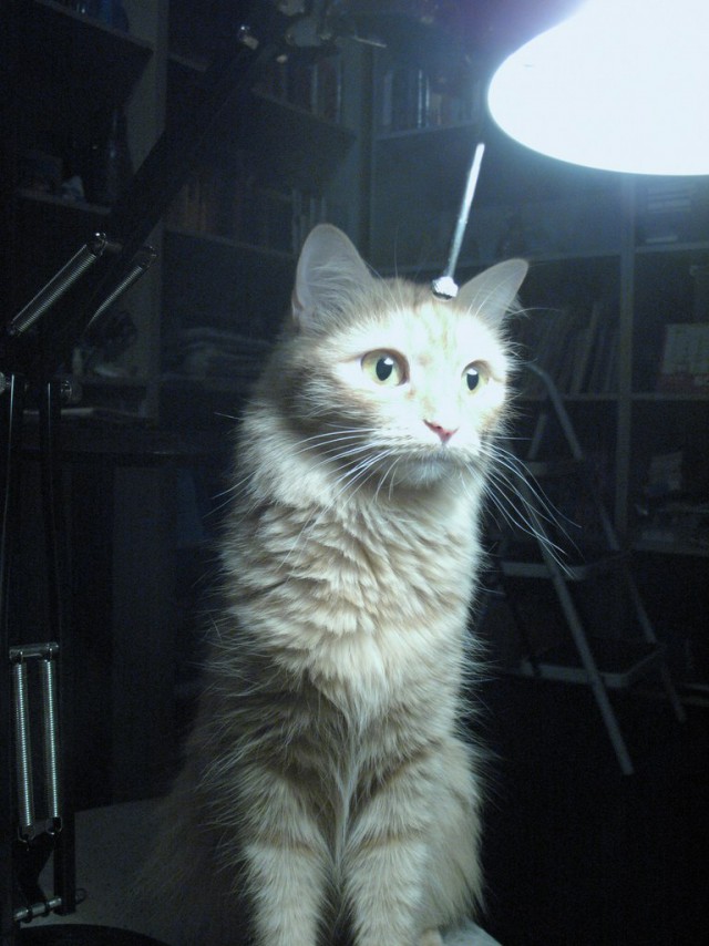 Котовторник 26.11.2013