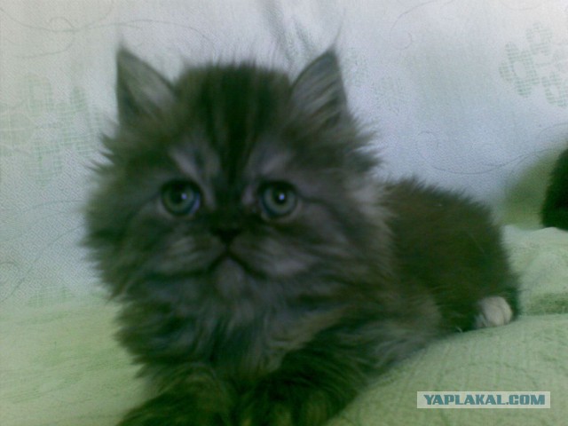 Котовторник   17.12.2013
