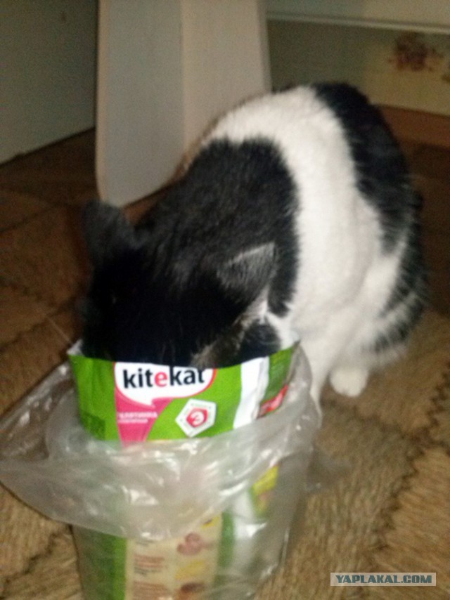 Котовторник 22.04.2014