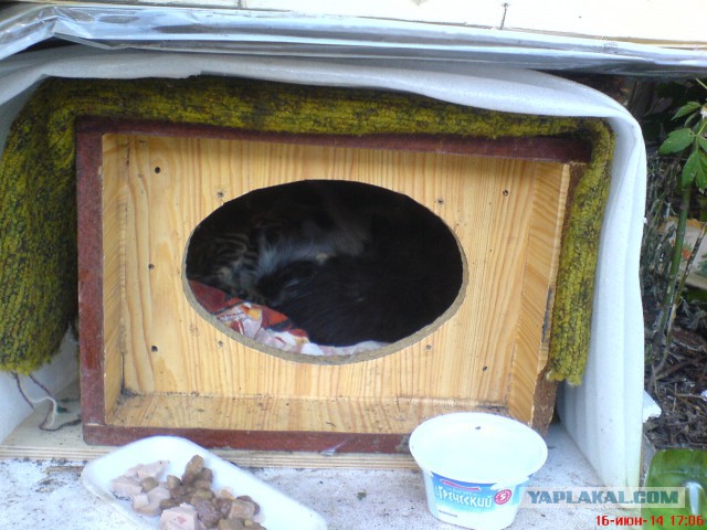 Котовторник 17.06.2014