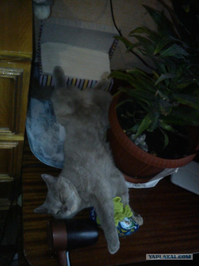 Котовторник 15.07.2014.