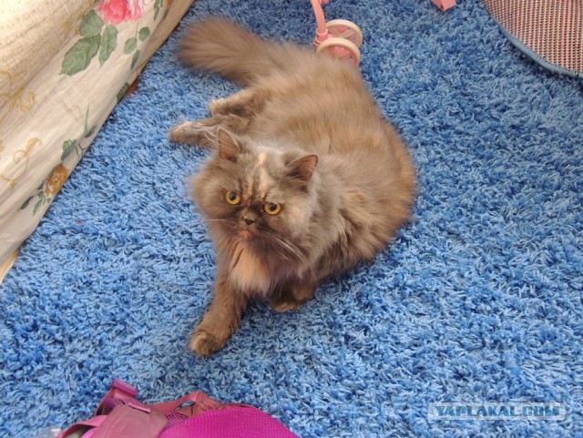 Котовторник 05.08.2014