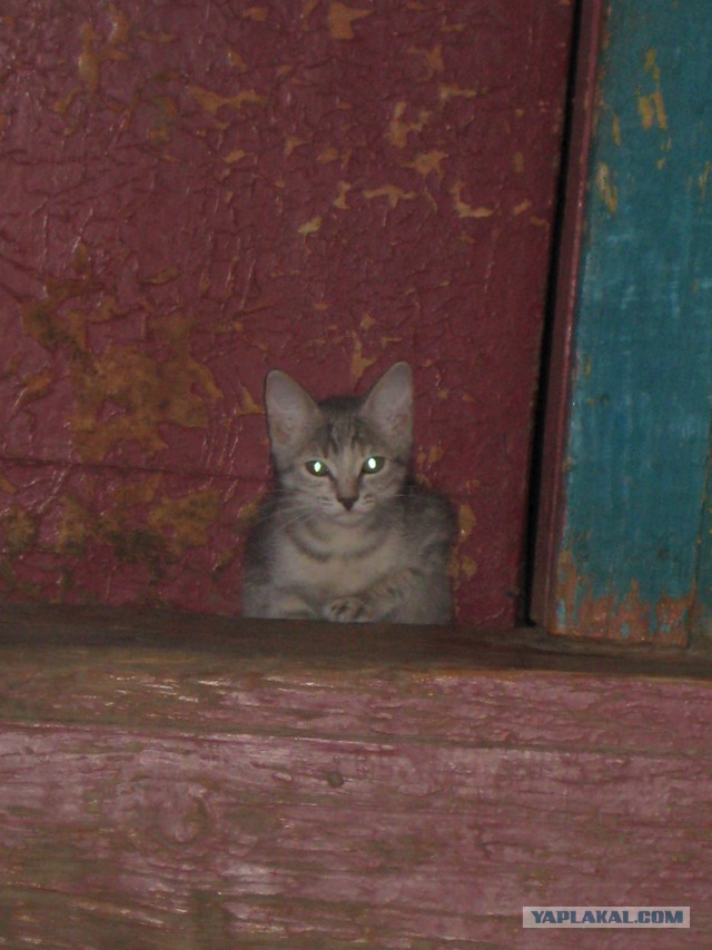 Котовторник 26.08.14.