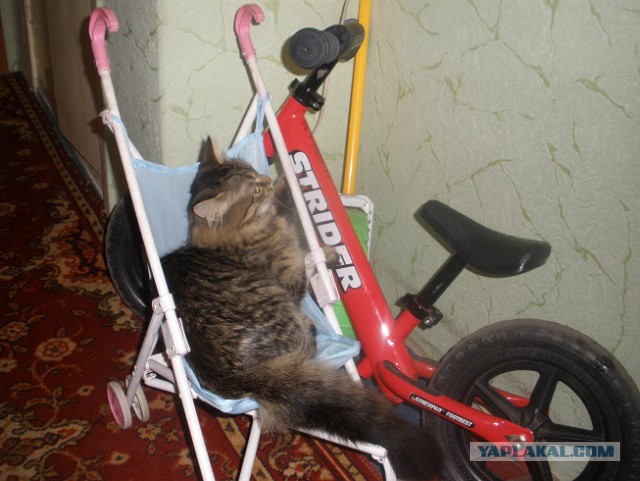 Котовторник 30.09.2014