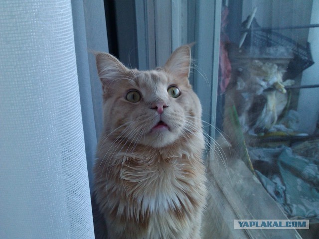 Котовторник 2.12.14