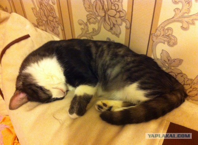 Котовторник 9.12.2014