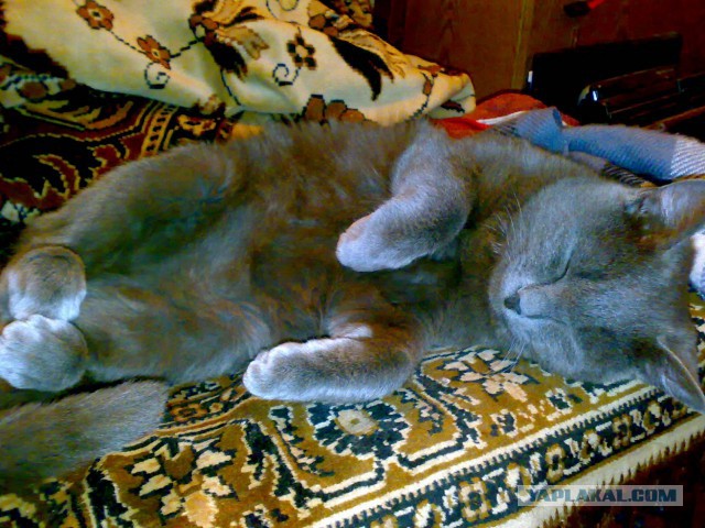 Самые популярные клички кошек и котов