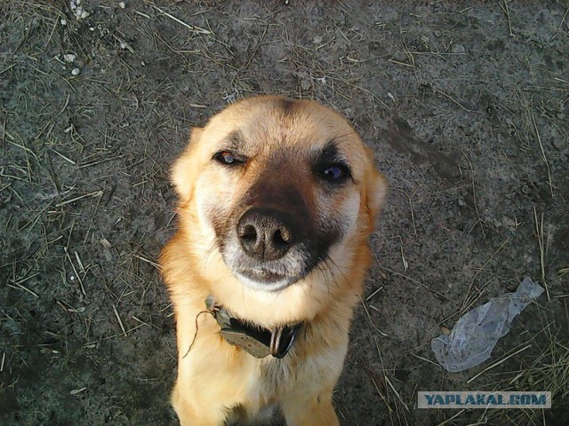 Мой домашний сезонный предсказатель