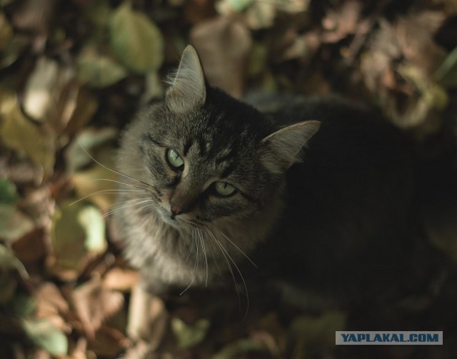 Уездные коты и кошки