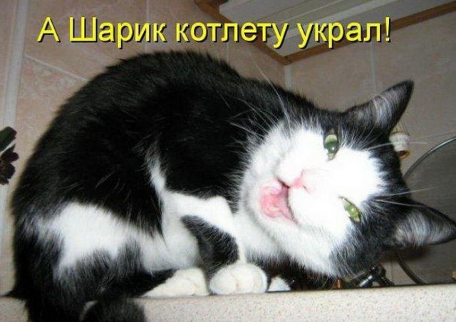 Обидели котейку? Получите, распишитесь!