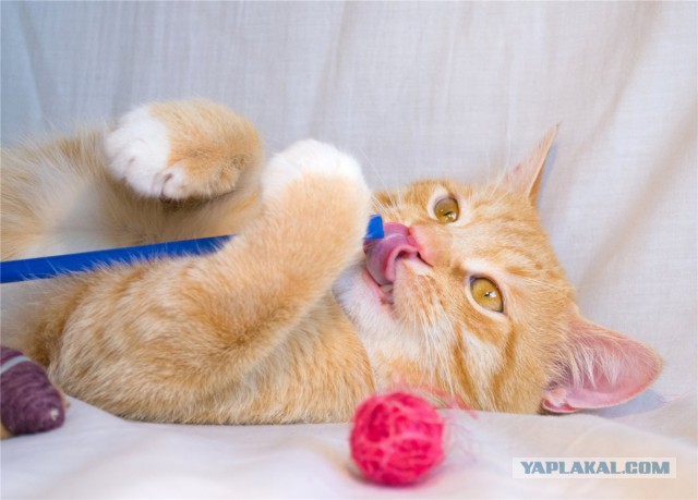 Котовторник наступил!:)
