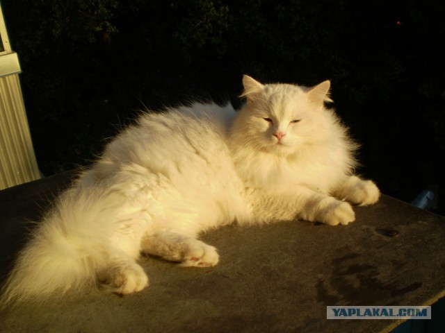 Котовторник 17.11.2015