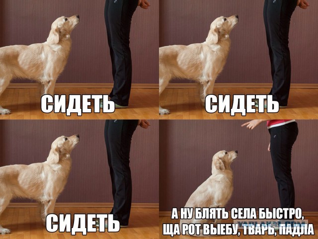 Когда дрессировщик сказал тренироваться, но...