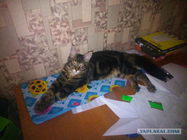 Котовторник