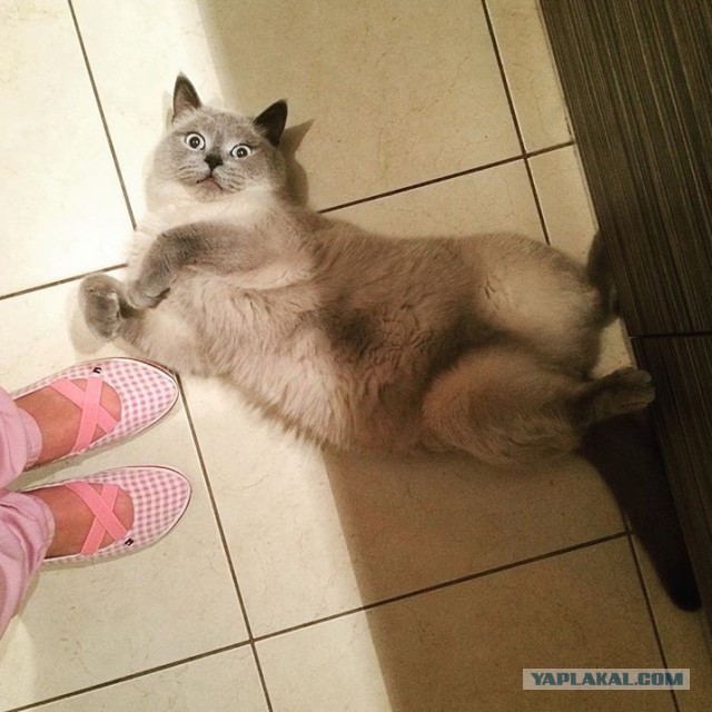 Неправильный кот