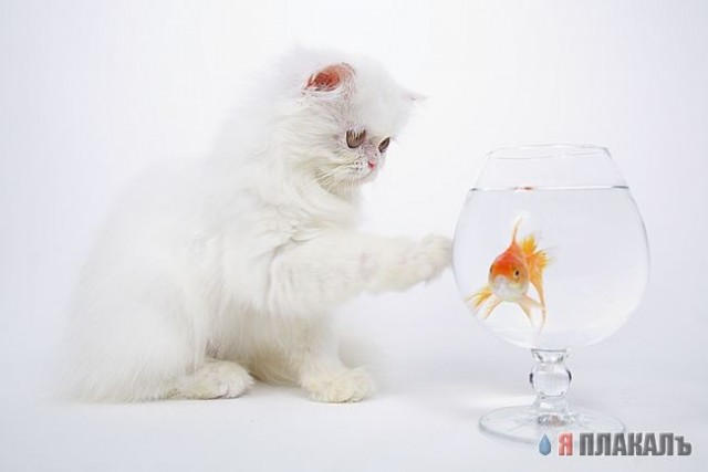 Коты, кошки, котята