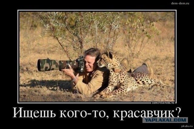 Животные и фотоаппарат