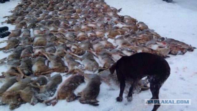 Россия "Для каждого своя." Незаконная охота