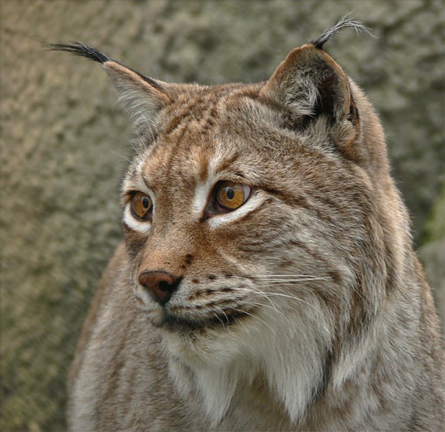ДИКИЕ КОШКИ