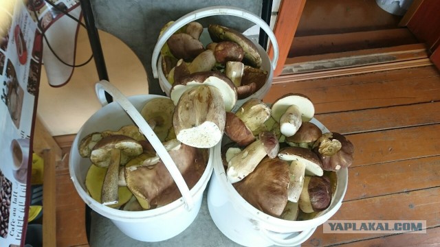 Сморчки, весенняя тихая охота!