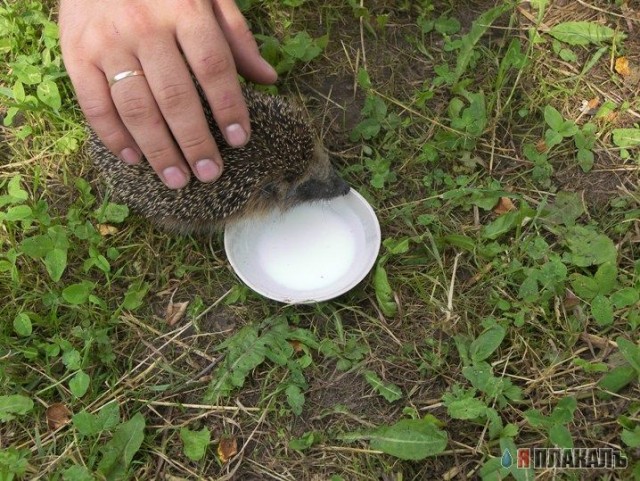 ЕЖИ. Все про ежей, прикольные ежики!