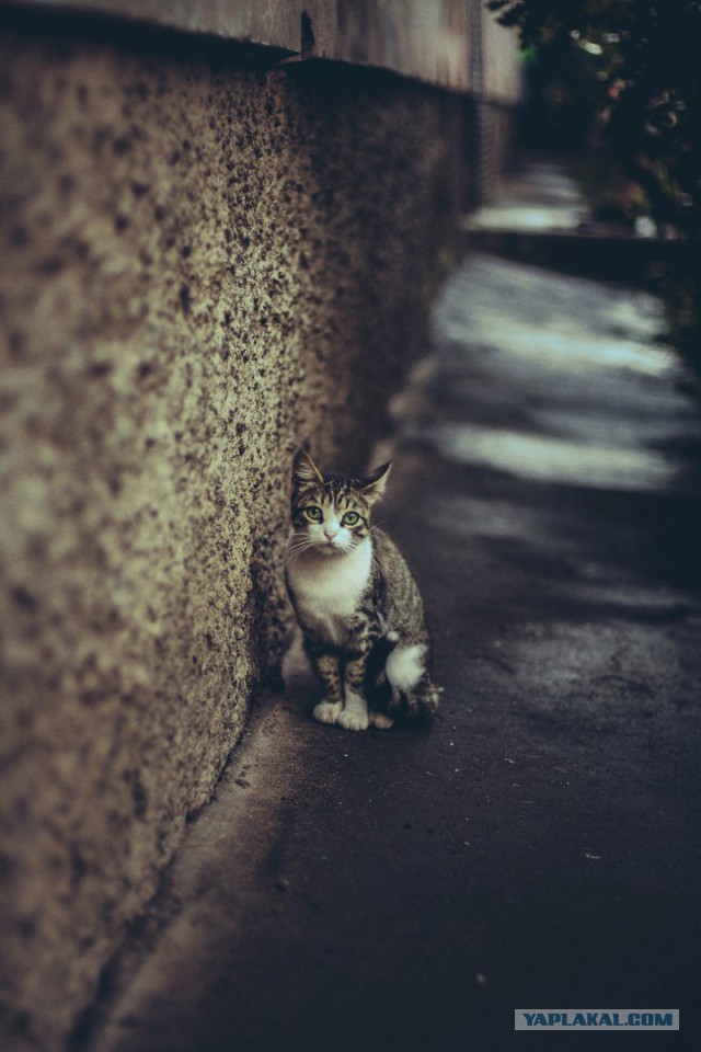 Котовторник 13.09.2016